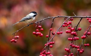Bird close-up, chickadee, twig and red berries, autumn wallpaper thumb