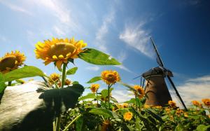 Nature, sunflowers, leaves, windmill, blue sky wallpaper thumb