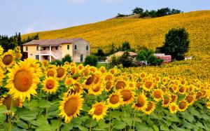 Italy sunflowers field wallpaper thumb