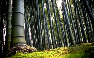 Forest Bamboo wallpaper thumb
