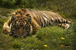 Panthera tigris wallpaper thumb