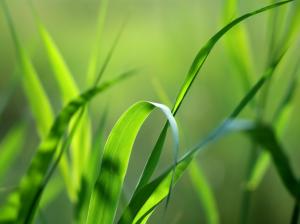Green Grass  Widescreen Image wallpaper thumb