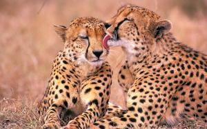 South African Cheetahs 1 wallpaper thumb