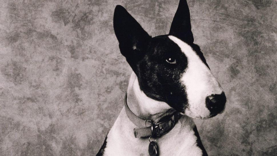 Picture Day wallpaper,black and white dog HD wallpaper,bull terrier HD wallpaper,pets HD wallpaper,animals HD wallpaper,puppies HD wallpaper,nature HD wallpaper,3d & abstract HD wallpaper,1920x1080 wallpaper