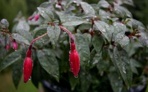 Water Droplets On Plant wallpaper thumb
