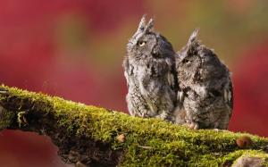 Two birds, owls, twig, moss wallpaper thumb