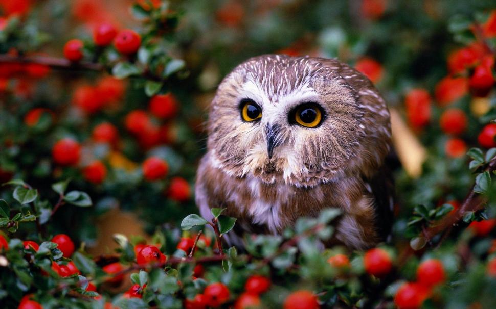 Owl In Fruit Orchard wallpaper,orchard HD wallpaper,raptor HD wallpaper,cute HD wallpaper,fruit HD wallpaper,animals HD wallpaper,1920x1200 wallpaper