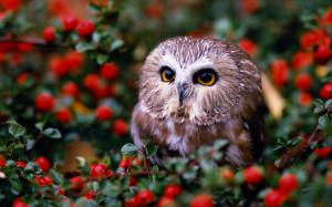Owl In Fruit Orchard wallpaper thumb