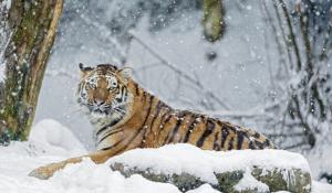 Tiger in winter on stone wallpaper thumb