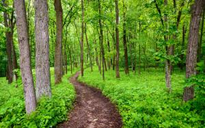 Pathway Inside Green Forest wallpaper thumb