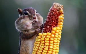 Chipmunk Eating Corn wallpaper thumb