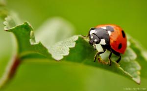 Ladybug on Leaf wallpaper thumb