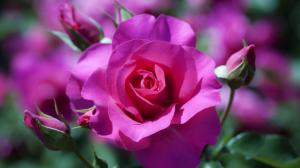 Rose, Flowers, Pink, Buds, Macro, Bokeh wallpaper thumb