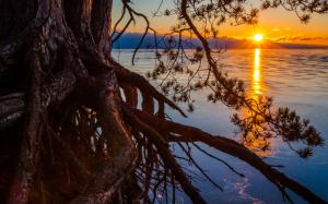 Michigan, lake, sunset, pine tree, roots wallpaper thumb