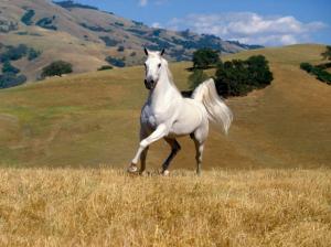 Horse, White, Animals, Grass, Tree, Ground, Hills, Photography wallpaper thumb