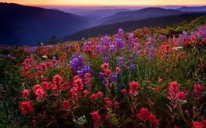Field Flowers Mountains Fog Sunset High Resolution Images wallpaper thumb