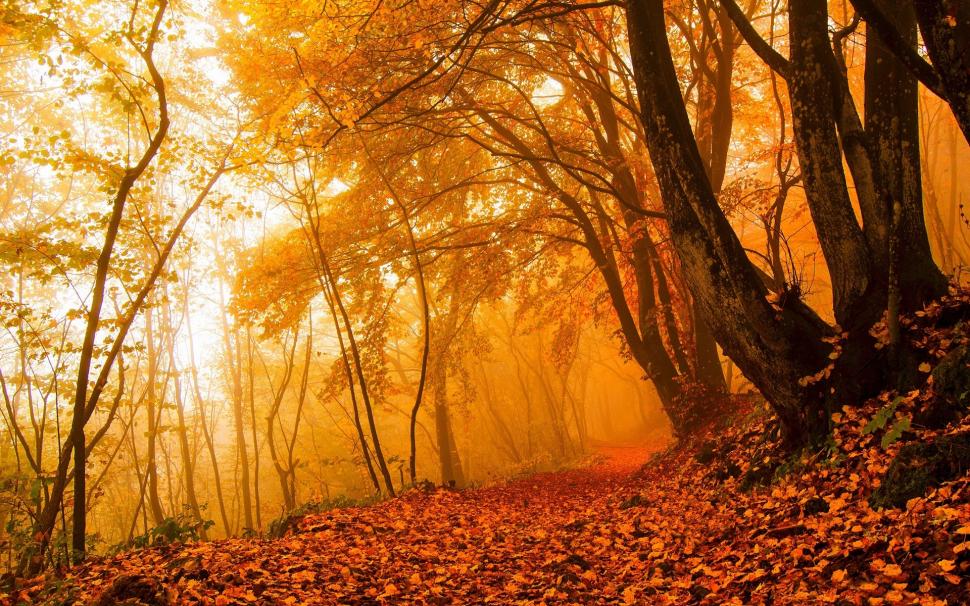 Autumn nature, forest, trees, leaves, colors, path wallpaper,Autumn HD wallpaper,Nature HD wallpaper,Forest HD wallpaper,Trees HD wallpaper,Leaves HD wallpaper,Colors HD wallpaper,Path HD wallpaper,1920x1200 wallpaper