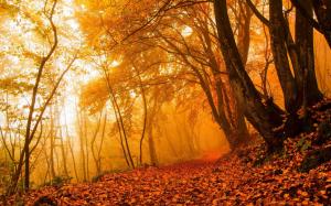 Autumn nature, forest, trees, leaves, colors, path wallpaper thumb