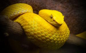 Snake Yellow wallpaper thumb