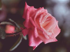 Pink roses drops of water close-up wallpaper thumb