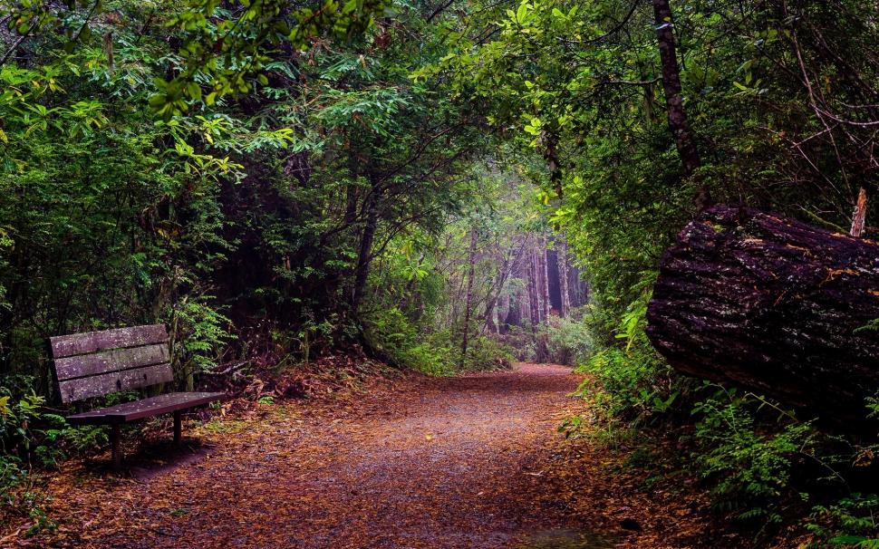 Forest Pathway and Bench wallpaper,Forest HD wallpaper,1920x1200 wallpaper