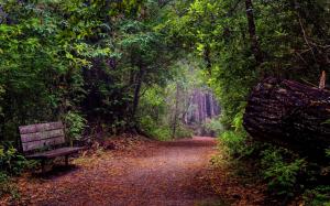 Forest Pathway and Bench wallpaper thumb