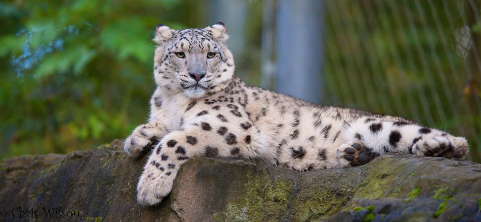 Snow leopard, relax wallpaper,snow leopard HD wallpaper,look HD wallpaper,predator HD wallpaper,vacation HD wallpaper,stone HD wallpaper,4156x1920 wallpaper