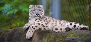 Snow leopard, relax wallpaper thumb