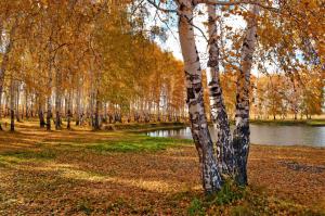 Autumn Park, trees wallpaper thumb
