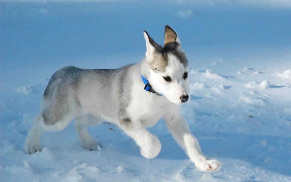 Canadian Eskimo Puppy wallpaper,dogs HD wallpaper,animals HD wallpaper,puppies HD wallpaper,snow HD wallpaper,canadian HD wallpaper,1920x1200 wallpaper