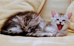 Adorable Kitties wallpaper thumb