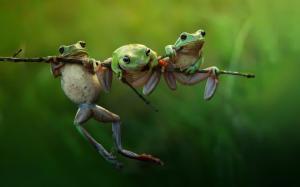 Three Frogs on a Branch wallpaper thumb