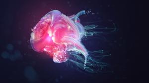 Animal, Jellyfish, Abstract, Dark Background wallpaper thumb