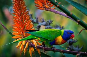 Lorikeet multicolored plumage wallpaper thumb