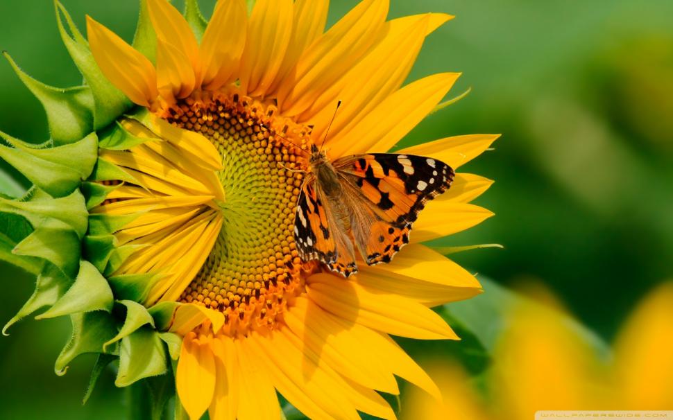 Sunflower And Butterfly High Definition Nature s wallpaper,flower HD wallpaper,nature HD wallpaper,plant HD wallpaper,sunflower HD wallpaper,sunflower wallpaper HD wallpaper,1920x1200 wallpaper