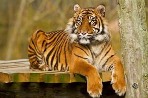 Colorful wild tiger wallpaper thumb