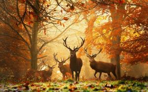 Deers in forest wallpaper thumb