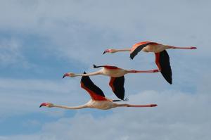 Flamingos flight wallpaper thumb
