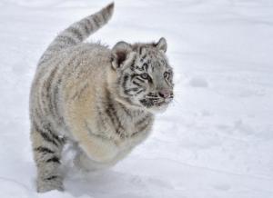 Cats Tigers Cubs Glance Snow Animals For Android wallpaper thumb