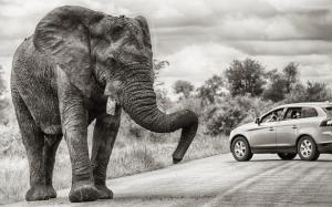 Elephant on the road wallpaper thumb