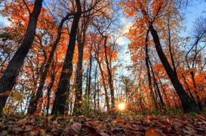 forest, landscape, plants, trees, Leaves, sunlight, autumn wallpaper thumb