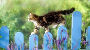 Cat on a fence HD wallpaper thumb