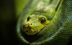 Snake Macro Green HD wallpaper thumb
