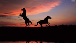 Horses In Sunset wallpaper thumb