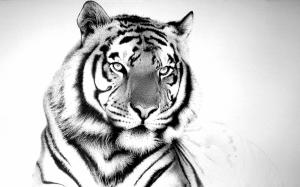 Cool White Tiger  Background wallpaper thumb