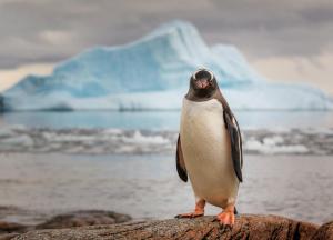 penguin, ice, ocean, animal, bird wallpaper thumb