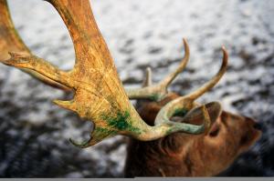 Deer antlers macro wallpaper thumb