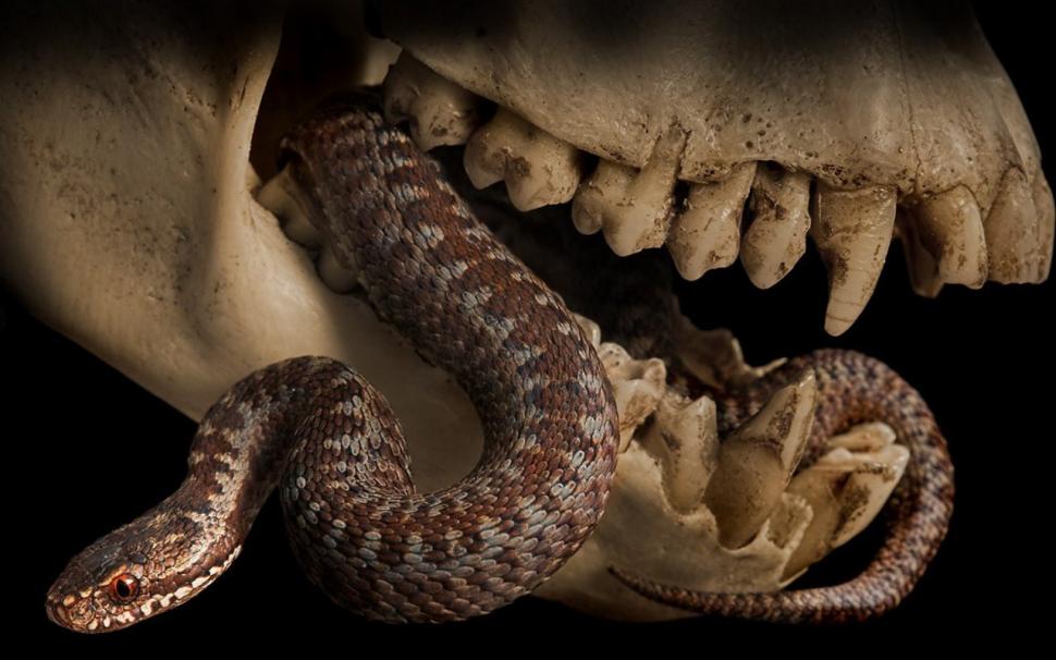 Snake Bones Skull Skeleton Teeth HD wallpaper,animals wallpaper,skull wallpaper,snake wallpaper,skeleton wallpaper,teeth wallpaper,bones wallpaper,1280x800 wallpaper