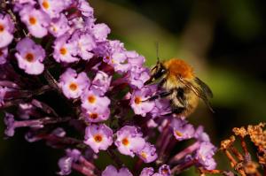 Nature, insect, bumble bee wallpaper thumb
