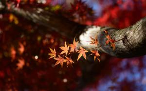 Autumn Tree Leaves HD wallpaper thumb